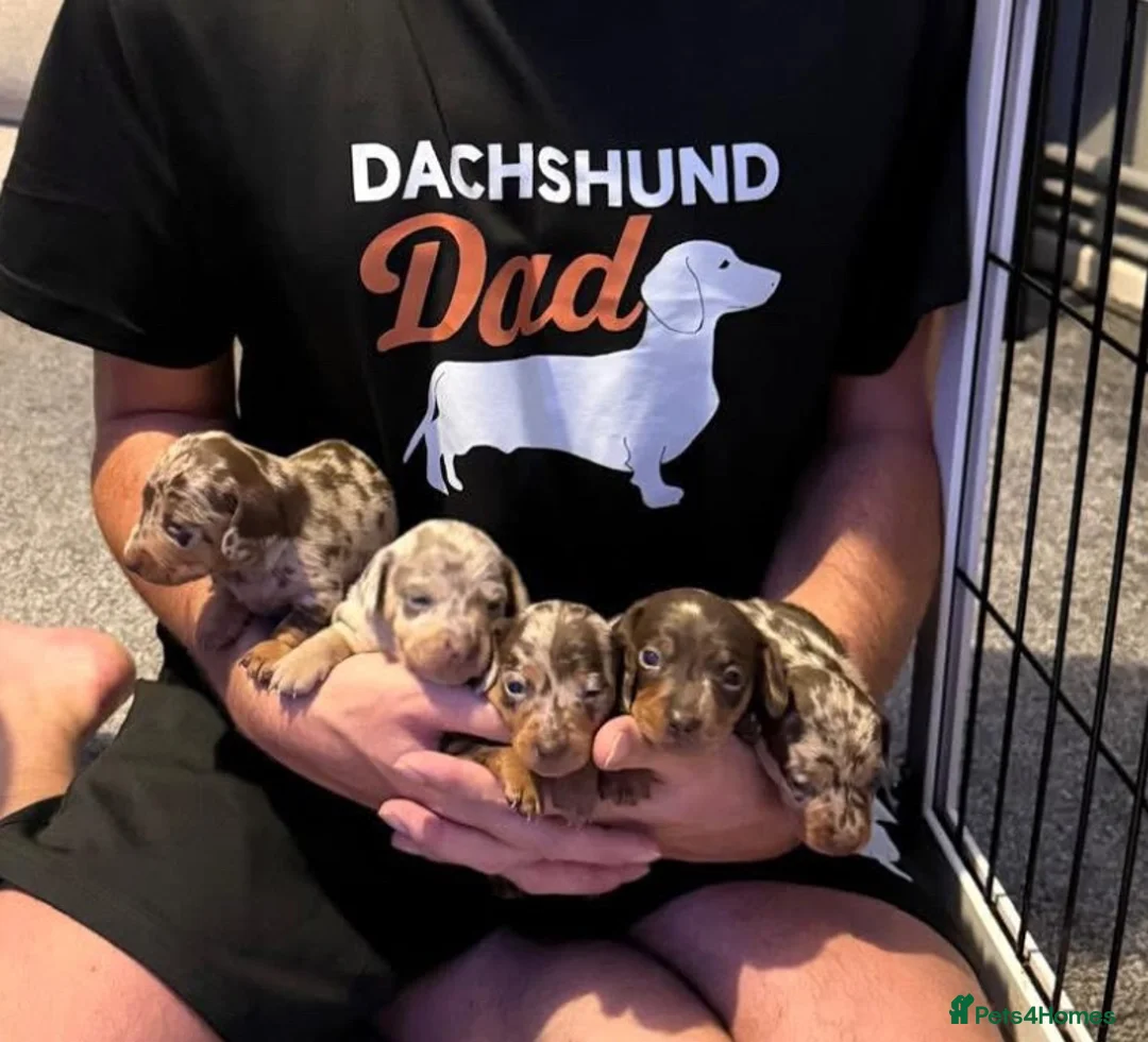 Miniature Dachshund dogs for stud: 🔥Miniature Dachshund🔥KC registered🔥Proven Stud - Advert 8