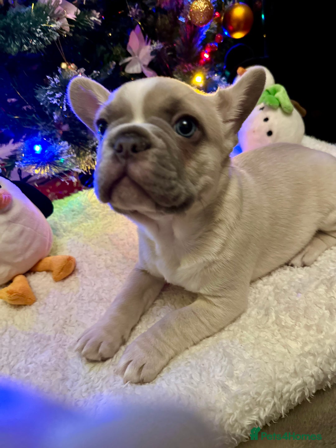 French Bulldog dogs for sale: French Bulldog Puppies  - Advert 5