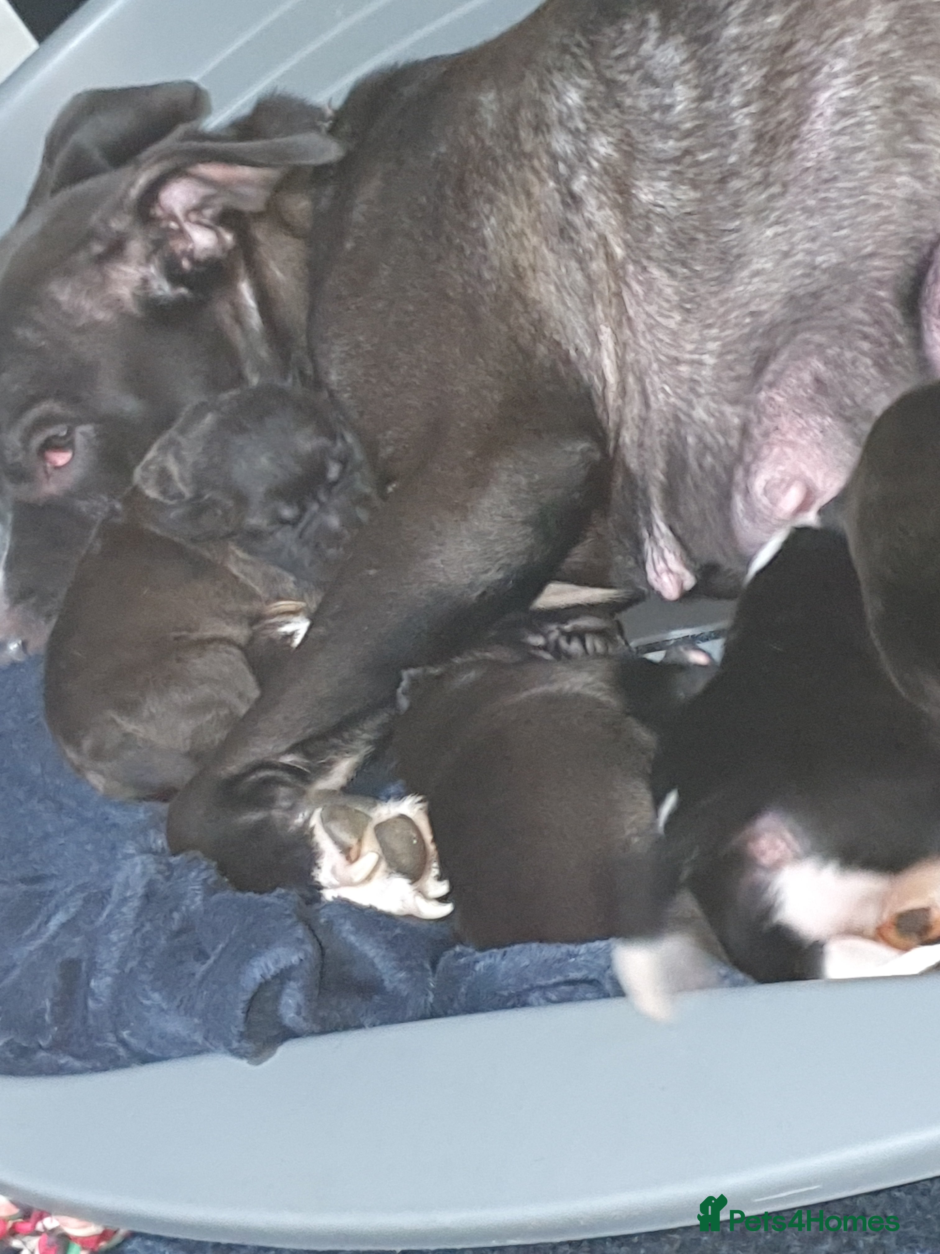 Mixed Breed dogs 1 male staff x shar pei pupnleft  - Advert 4