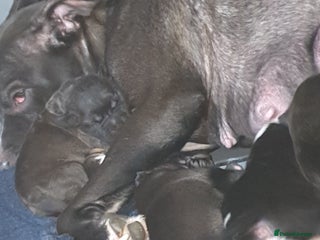 Mixed Breed dogs 1 male staff x shar pei pupnleft - Advert 2