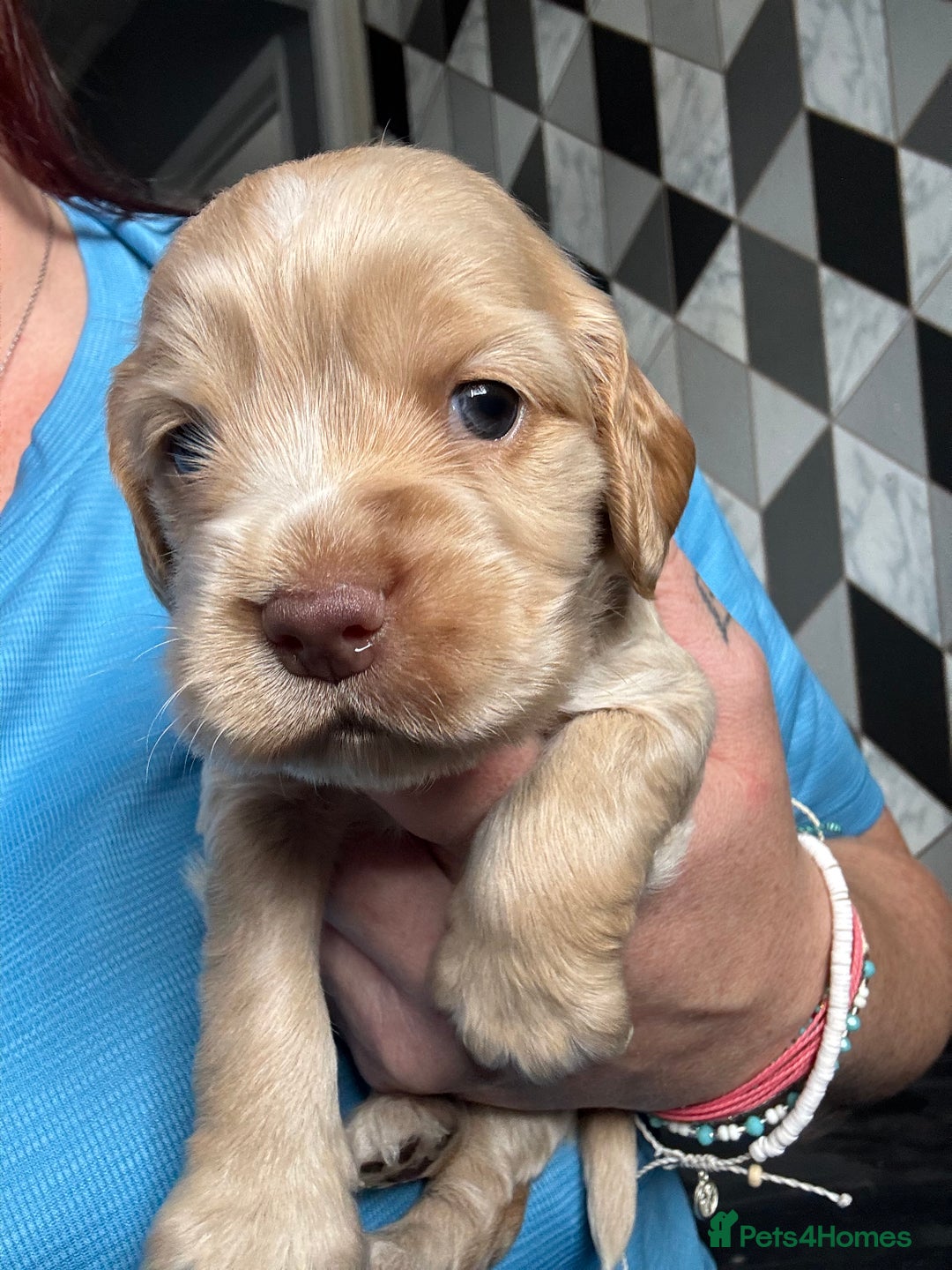 Cocker Spaniel dogs for sale: Stunning litter of Show Cocker Spaniel Puppies - Image 12