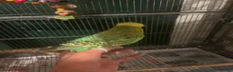 Budgerigars birds for sale: 4 budgies in London - Advert 5