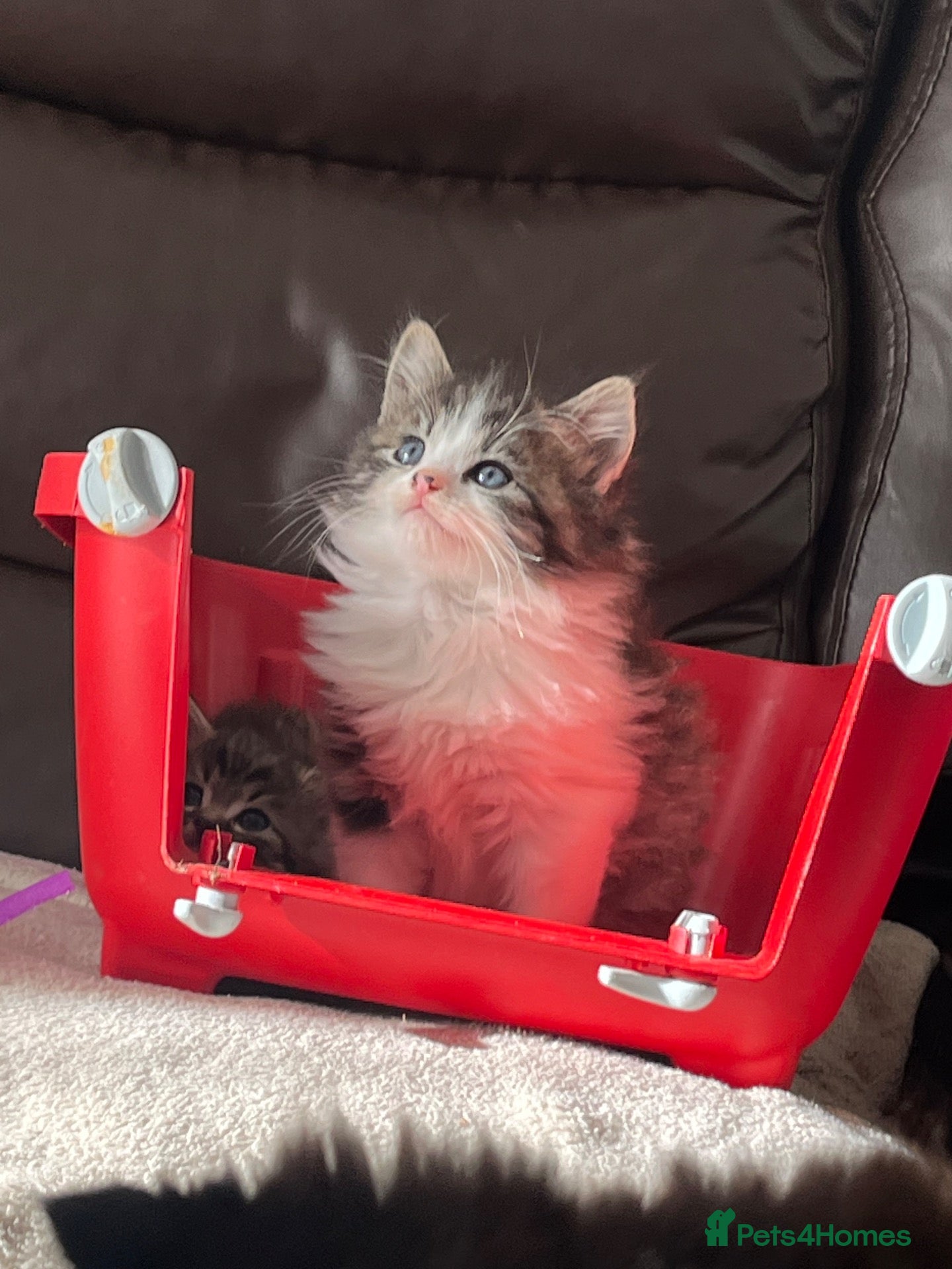 Persian cats for sale: Persian kitten - Advert 12