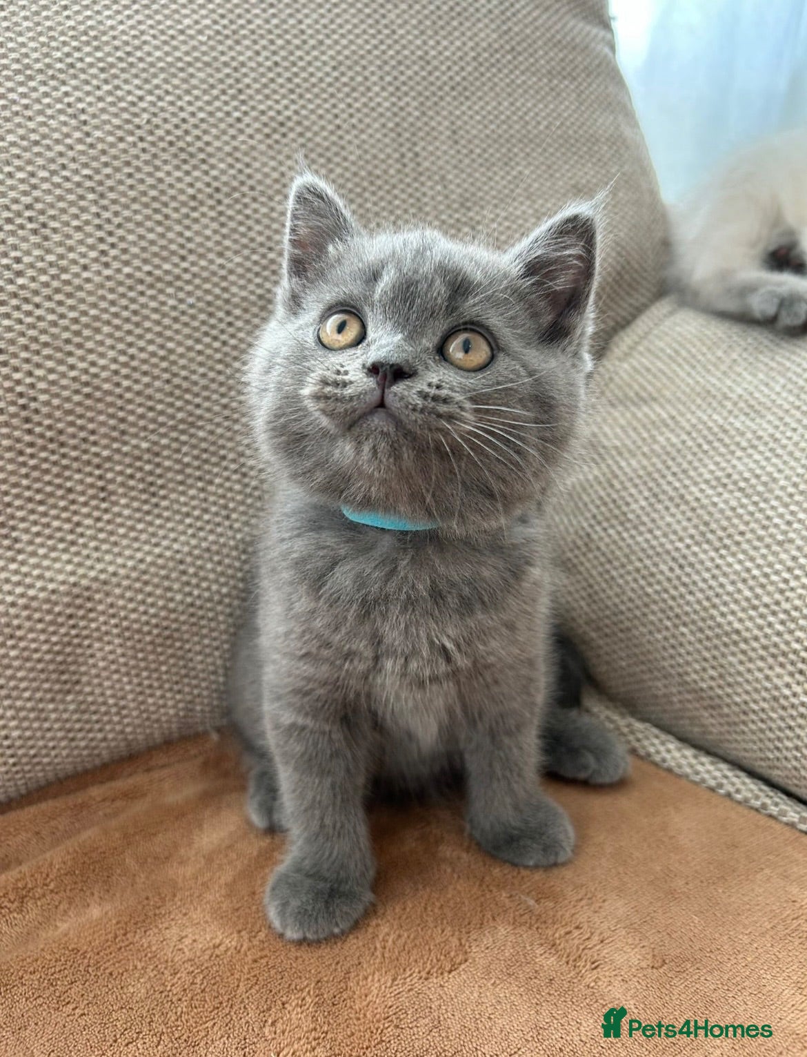 British Shorthair cats Beautiful British shorthair kittens  - Advert 12
