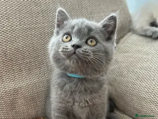 British Shorthair cats Beautiful British shorthair kittens - Advert 13