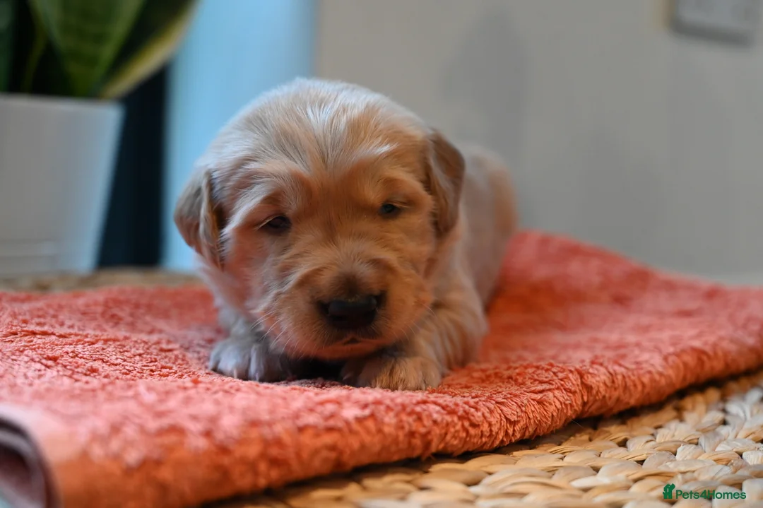 Golden Retriever dogs for sale: Golden Retriever pups for sale - Advert 20