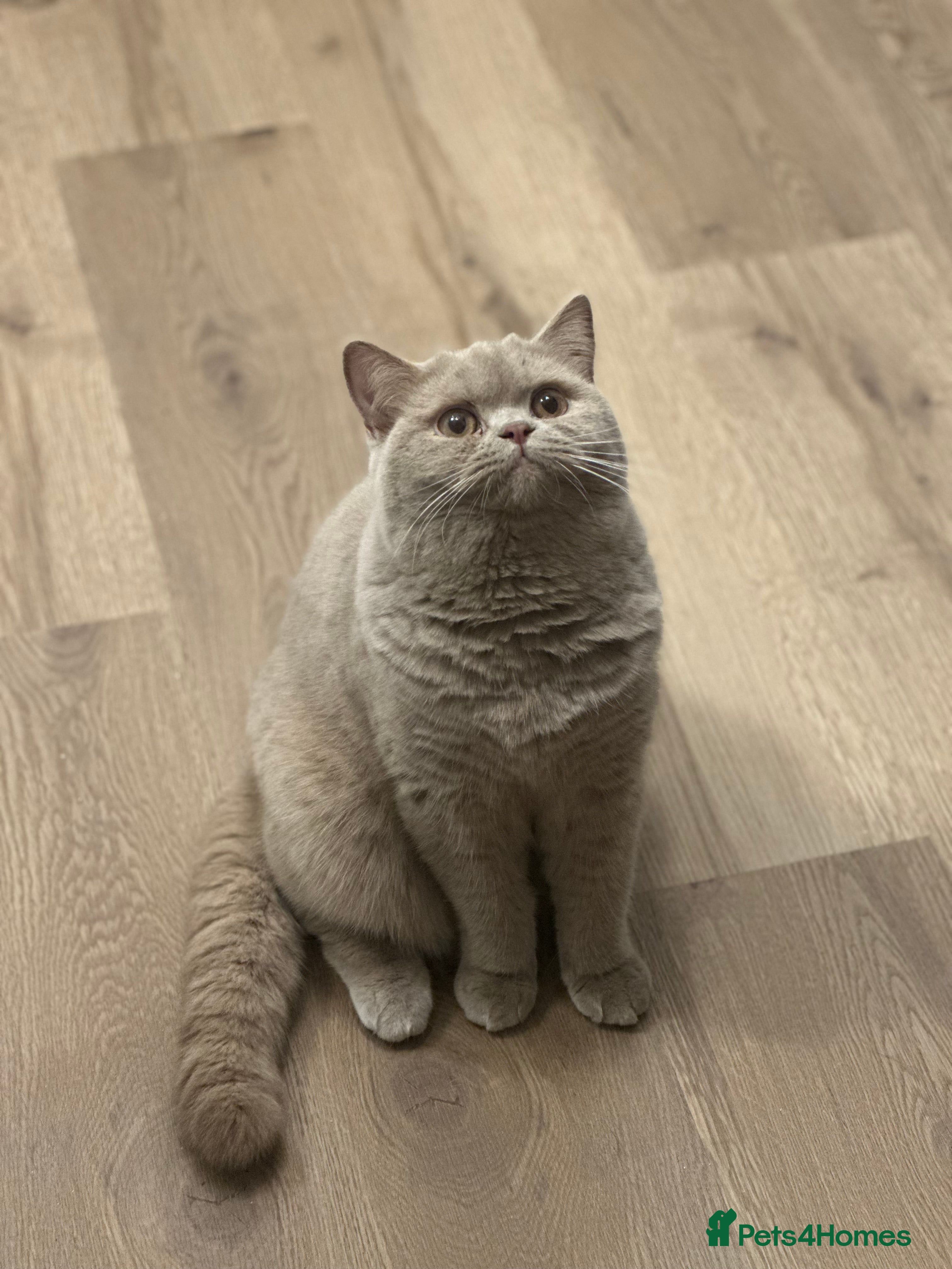 British Shorthair cats Exc   champion line - Advert 1