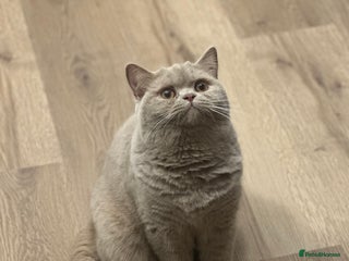 British Shorthair cats Exc champion line - Advert 1