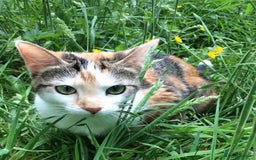 British Shorthair cats for sale: Lovely Kittens - Image 6
