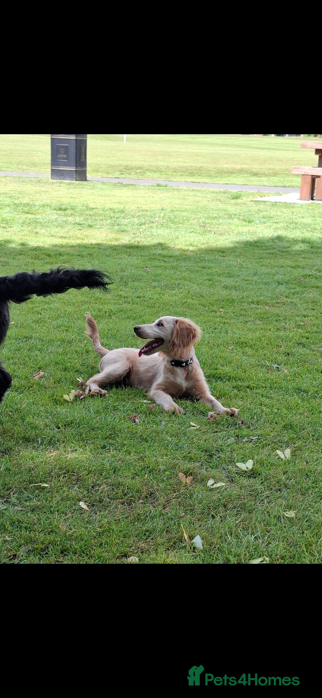 Cockapoo dogs for sale: Cockapoo  - Image 1