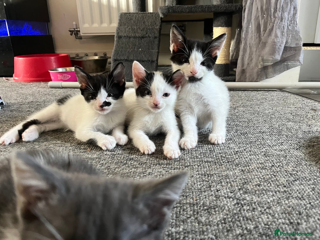 British Shorthair cats for sale: 4 left beautiful kitten  - Image 1