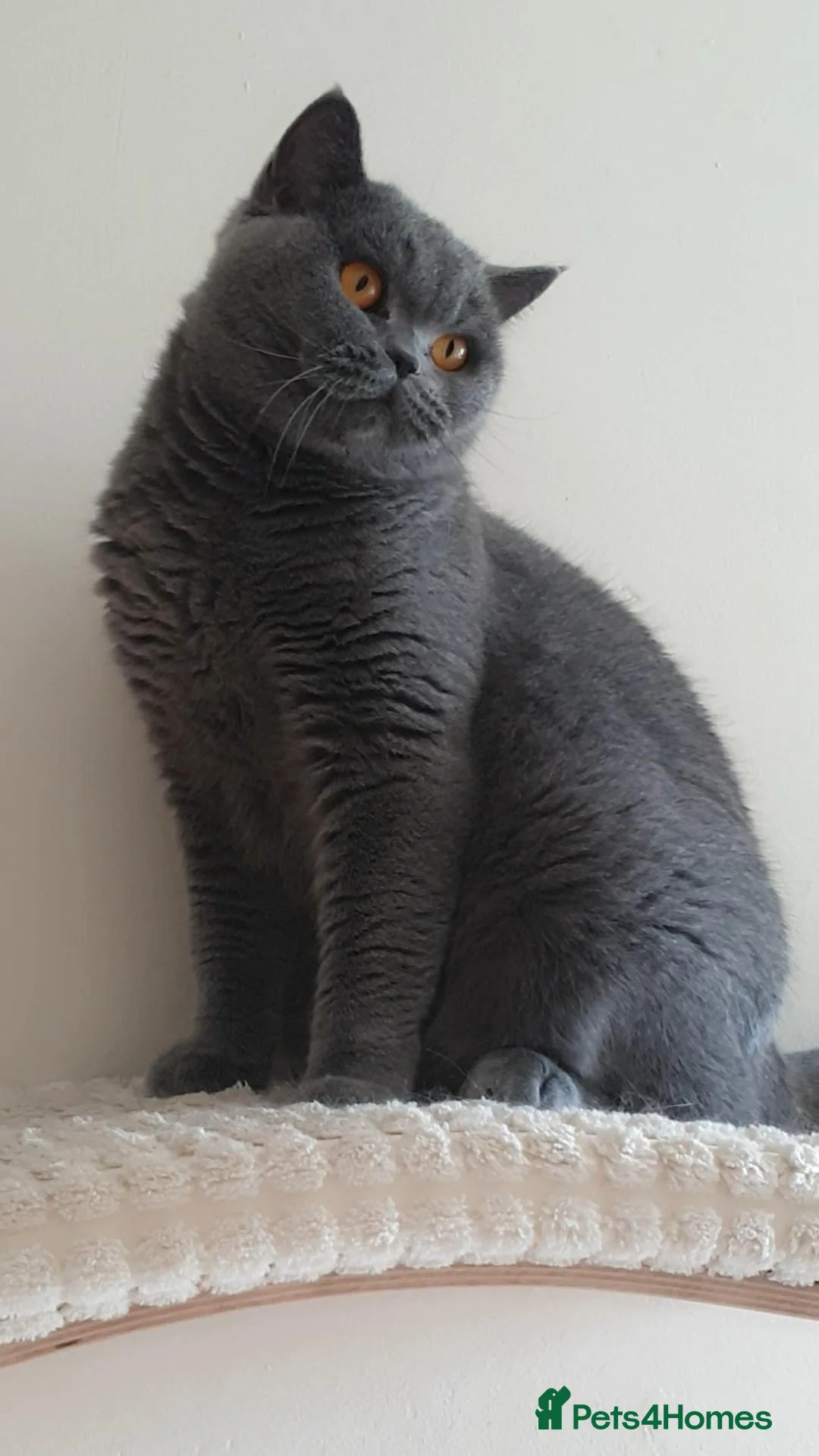 British Shorthair cats for sale: British Cat - Advert 2