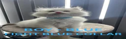 Ragdoll cats for sale: 4 lovely Blue Lynx Bicolour Ragdolls Kittens - Advert 6