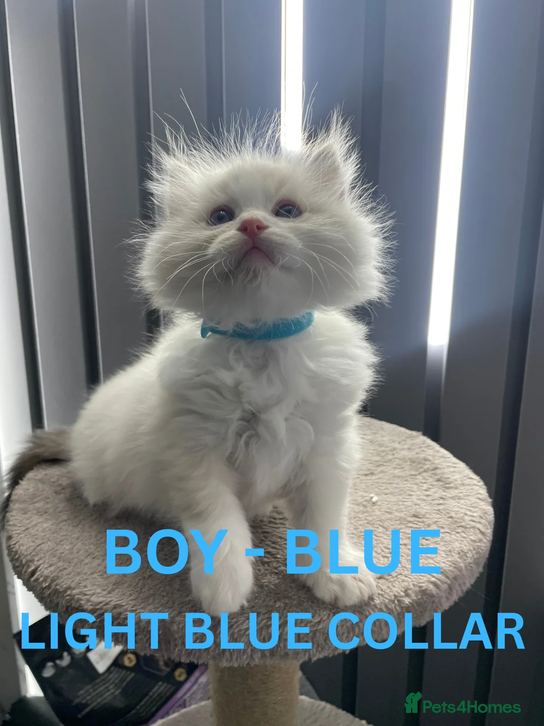 Ragdoll cats for sale: 4 lovely Blue Lynx Bicolour Ragdolls Kittens - Advert 6