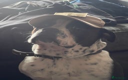 Mixed Breed dogs for sale: 3 year old Staff/Bulldog - Image 6