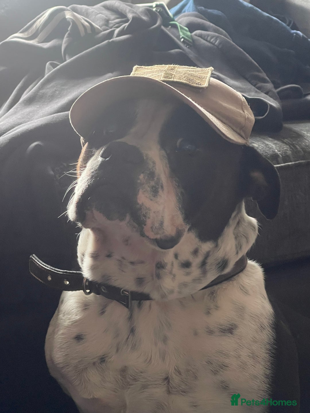 Mixed Breed dogs for sale: 3 year old Staff/Bulldog - Image 6