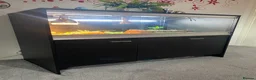 Lizard reptiles for sale: Moroccan Uromastyx (+/- set up)  in Glasgow - Advert 8