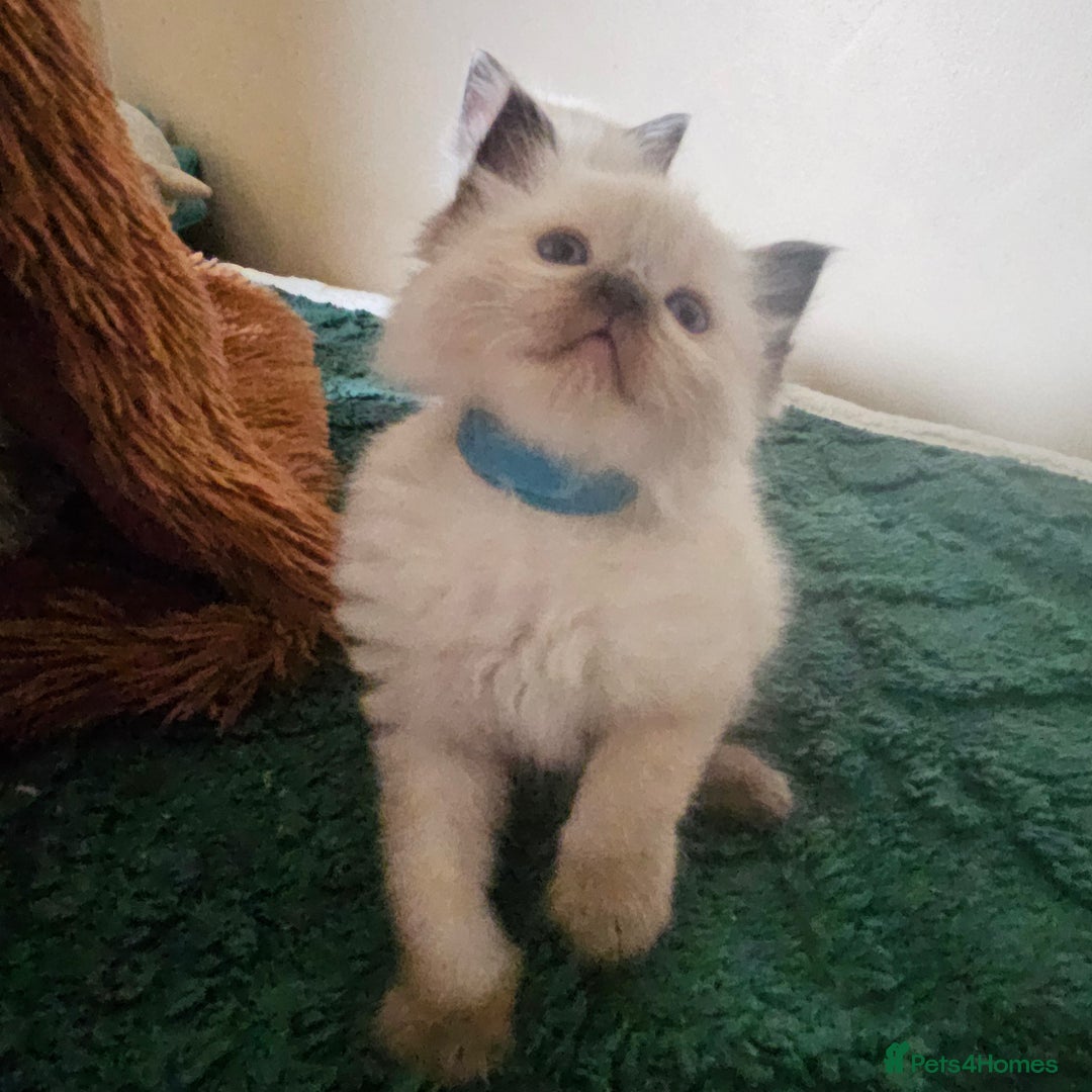 Ragdoll cats for sale: 7 beautiful fluffy Ragdoll cats.  - Image 7