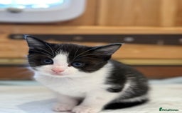 Mixed Breed cats for sale: 🐾 Adorable Kittens For Forever Homes 🐾  - Image 21