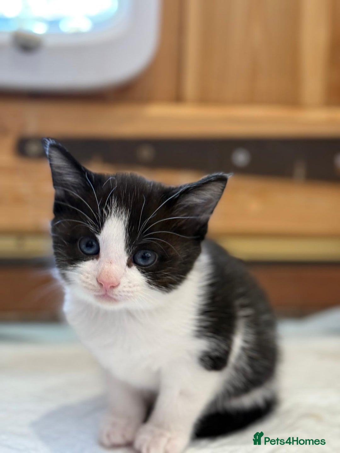 Mixed Breed cats for sale: 🐾 Adorable Kittens For Forever Homes 🐾  - Image 21