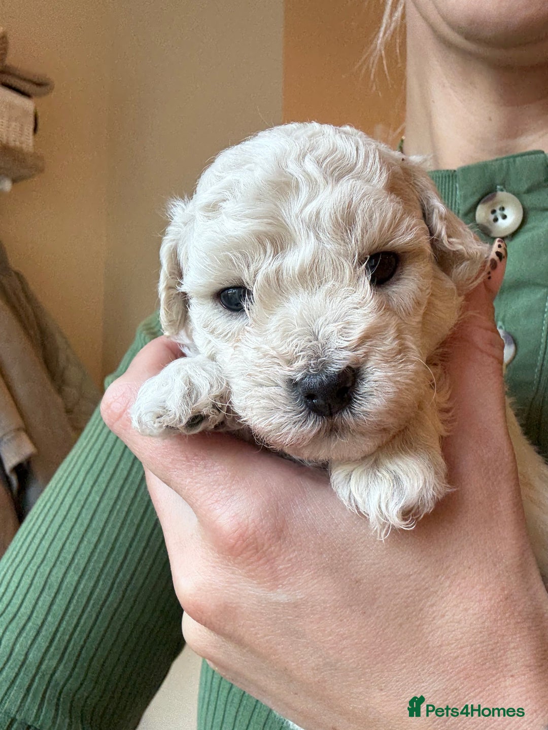 Maltipoo dogs for sale: Maltipoo - Image 10