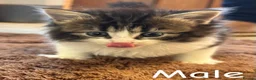 Mixed Breed cats for sale: Kittens  - Advert 5