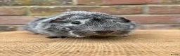 Guinea Pig rodents for sale: Handsome boars  - Advert 2