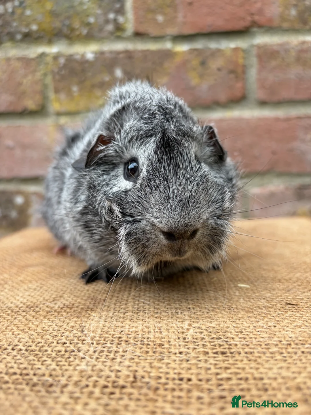 Guinea Pig rodents for sale: Handsome boars  - Advert 2