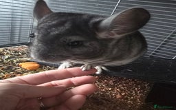 Chinchilla rodents for sale: Lovely Chinchilla For Sale - 1 Year Old Boy - Image 2