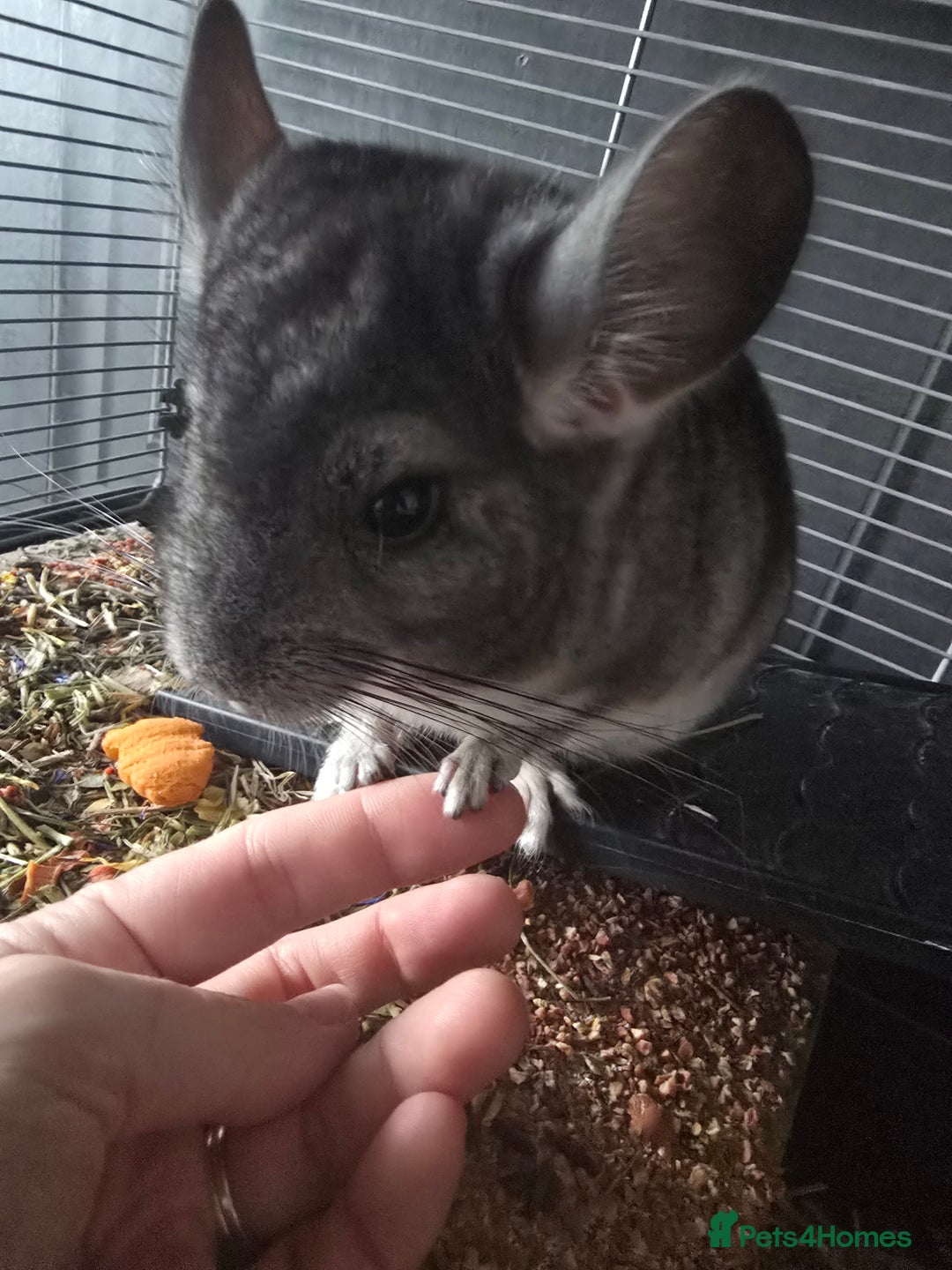 Chinchilla rodents for sale: Lovely Chinchilla For Sale - 1 Year Old Boy - Image 2