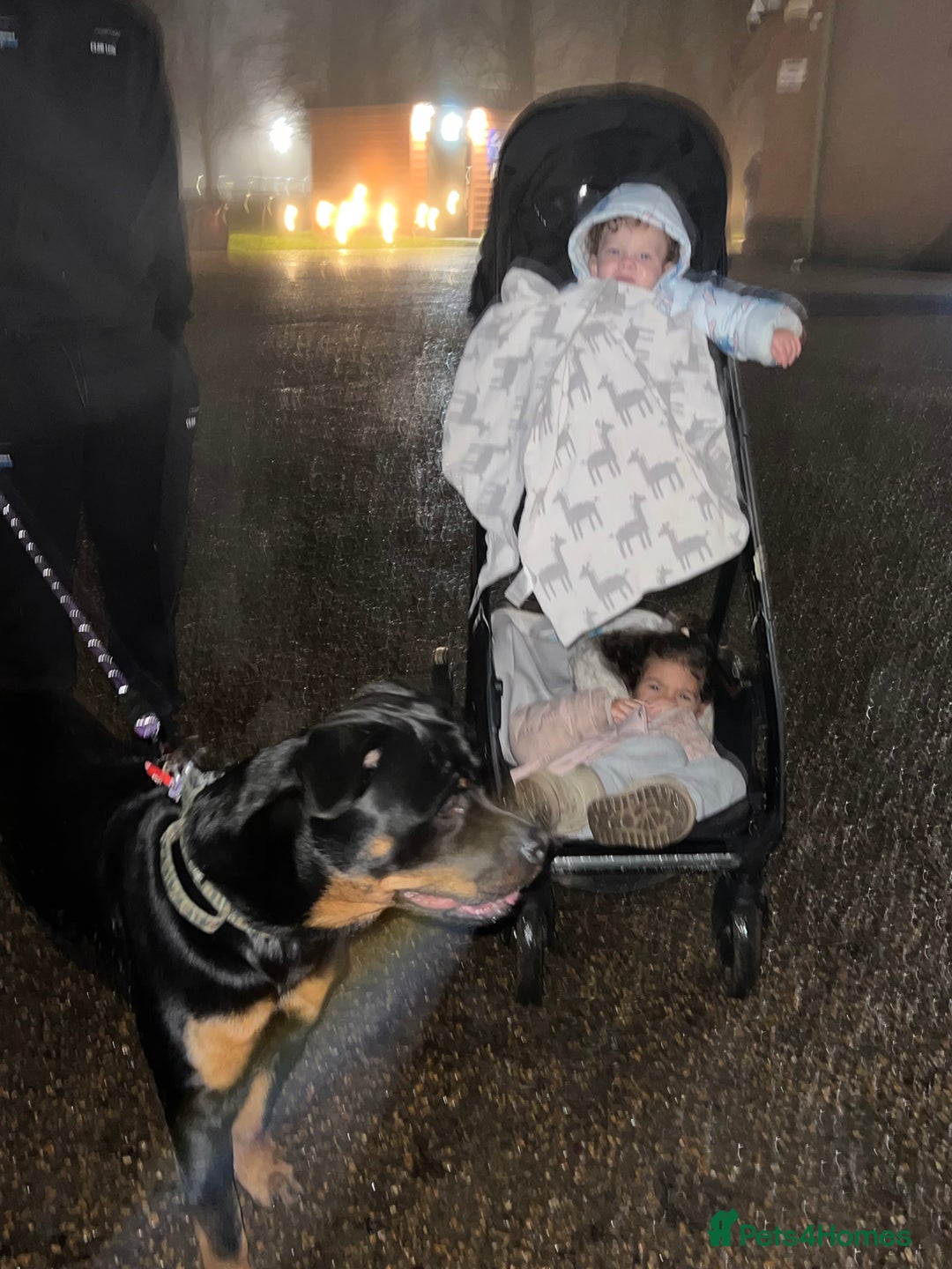 Rottweiler dogs for sale: Kia rotty - Image 5