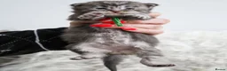 Maine Coon cats for sale: Stunning TICA Registered Maine Coon Kittens  - Advert 12