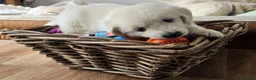 Golden Retriever dogs for sale: Cream and golden retriever puppies in Bristol - Advert 10