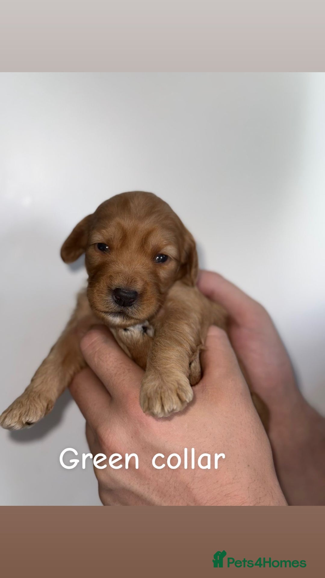 Cockapoo dogs for sale: 🐶 Adorable cockapoos 🐶 - Image 7