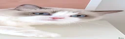 Ragdoll cats for sale: INDOOR FULL PEDIGREE 4 YEARS RAGDOLL FEMALE CAT - Advert 7