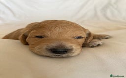 Labradoodle dogs for sale: Beautiful F3b Labradoodle Puppies - Image 18
