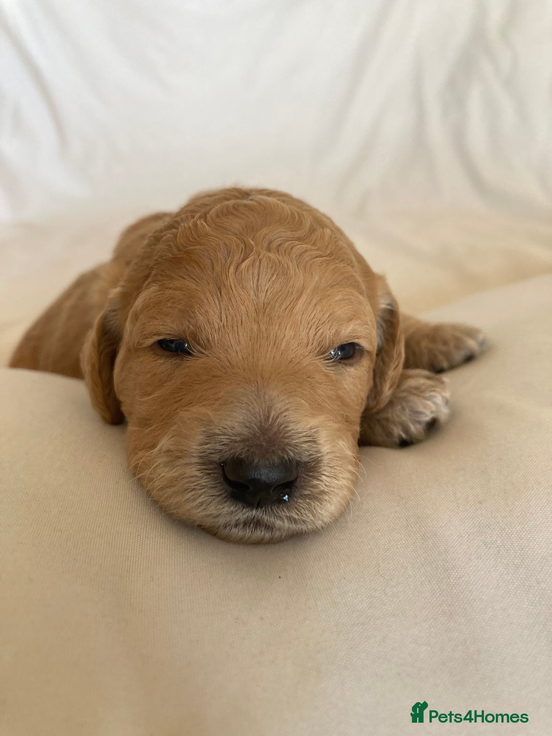 Labradoodle dogs for sale: Beautiful F3b Labradoodle Puppies - Image 18