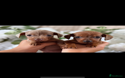 Miniature Dachshund dogs for sale: ⭐️Beautiful litter Of Rainbow Dachshund Puppies⭐️ - Image 6