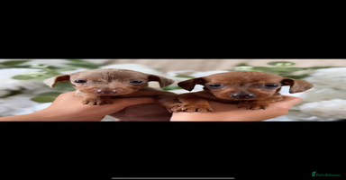 Miniature Dachshund dogs - Advert 16