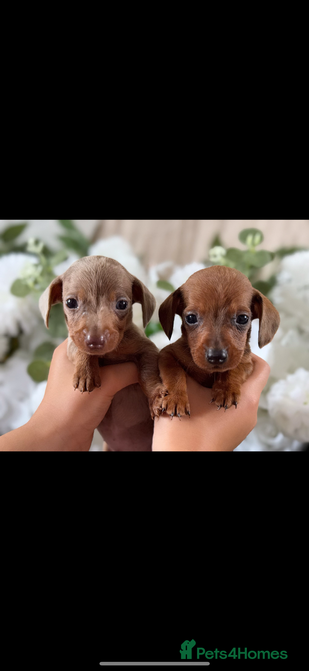 Miniature Dachshund dogs for sale: ⭐️Beautiful litter Of Rainbow Dachshund Puppies⭐️ - Image 6