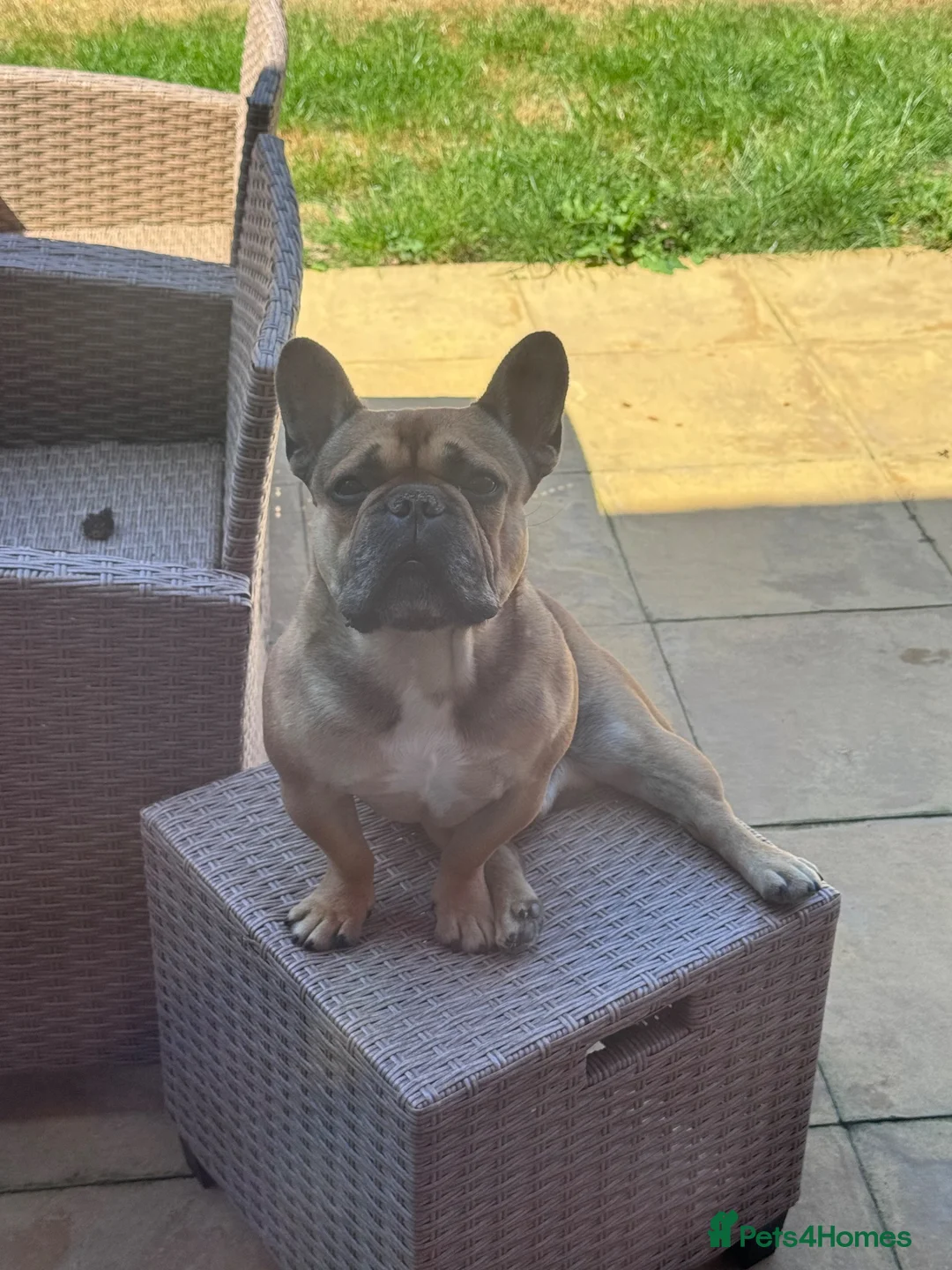 French Bulldog dogs for stud: Blue the frenchie - Advert 2