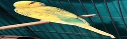 Budgerigars birds for sale: • Bonded pair — male & female young runcorn   ✅ - Advert 19