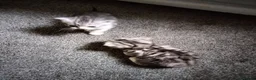 British Shorthair cats for sale: BSH cross bengal kittens. Please read information  - Advert 6