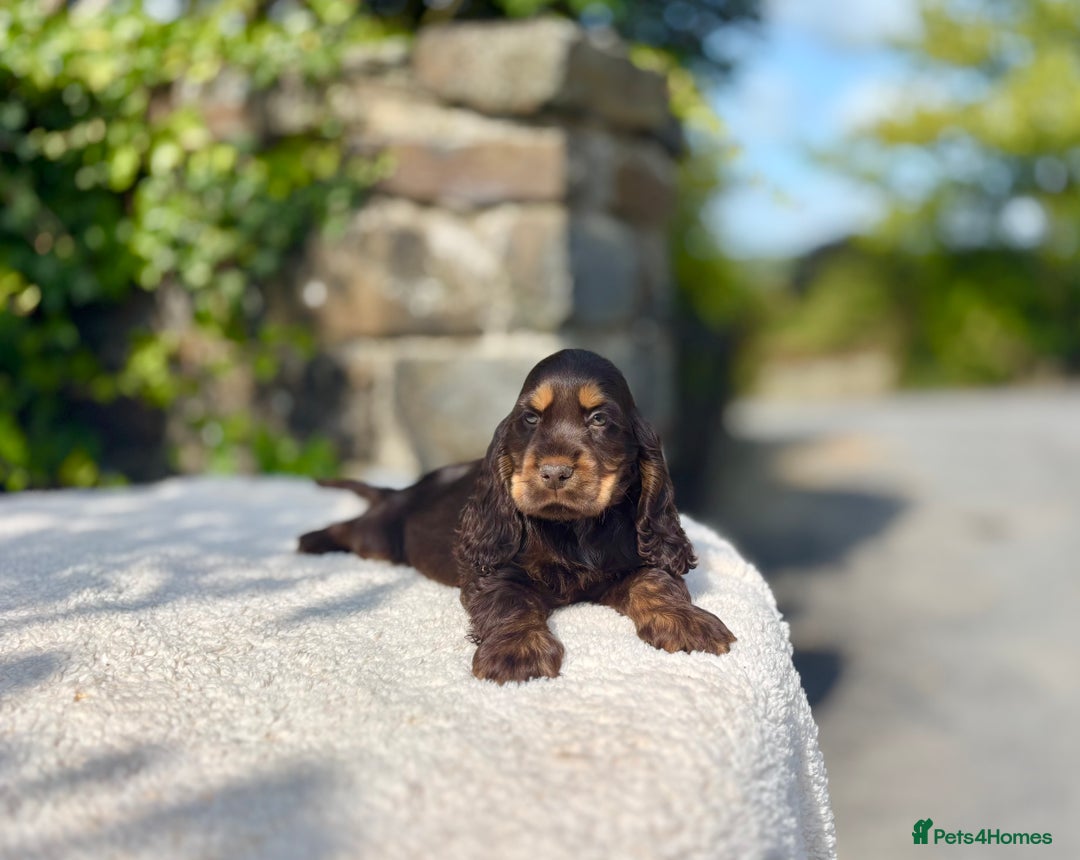 Cocker Spaniel dogs for sale: Black Tan and Chocolate Tan Show Cocker Spaniels  - Image 17