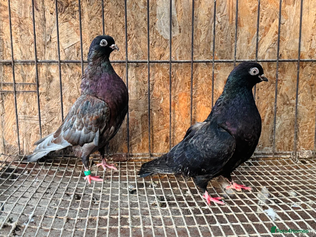 Pigeons birds for sale: RARE COLOUR PORTUGUESE TUMBLER PIGEONS - Advert 5