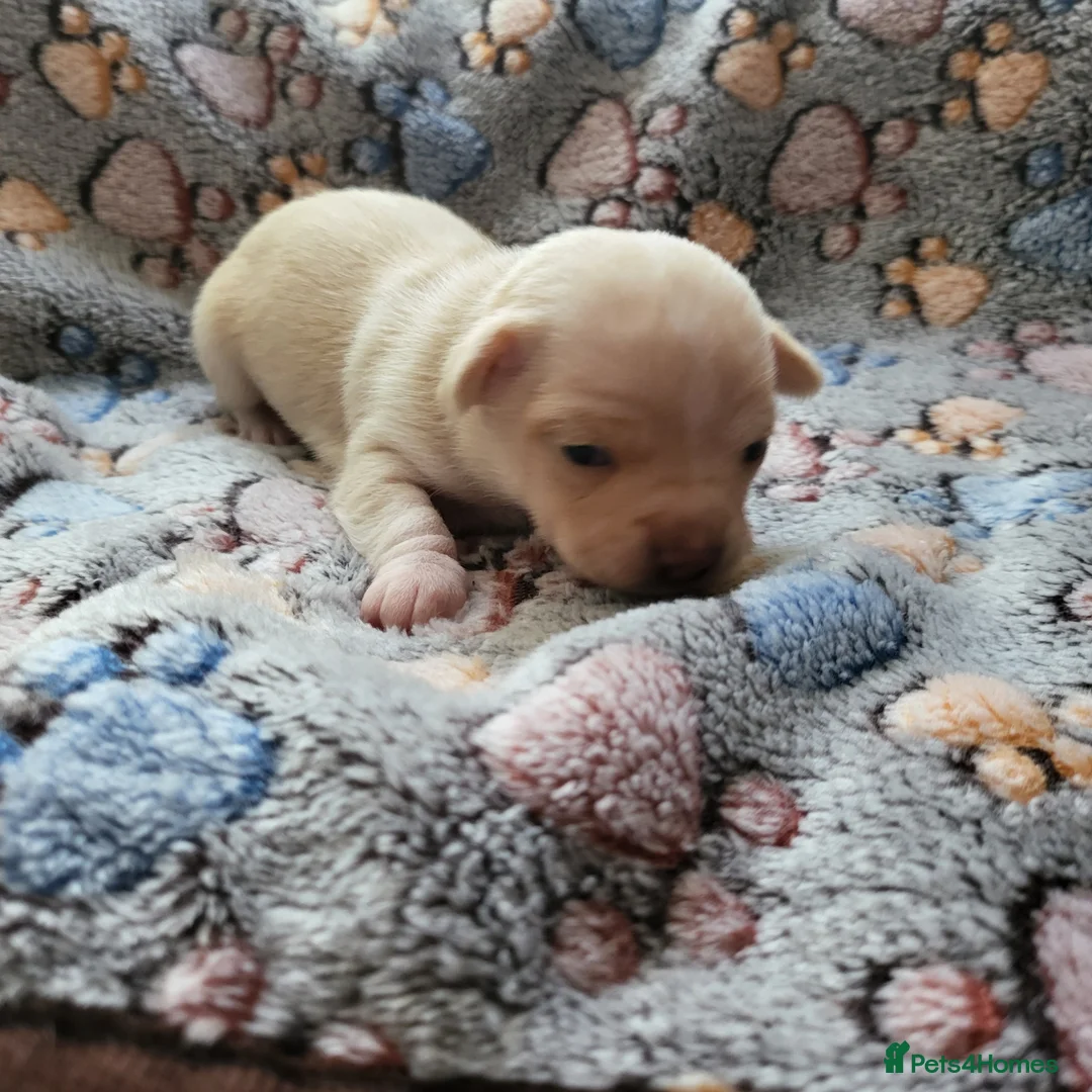 Chihuahua dogs for sale: 3 beautiful smooth coat chihuahuas KC registered. in Enfield - Advert 8