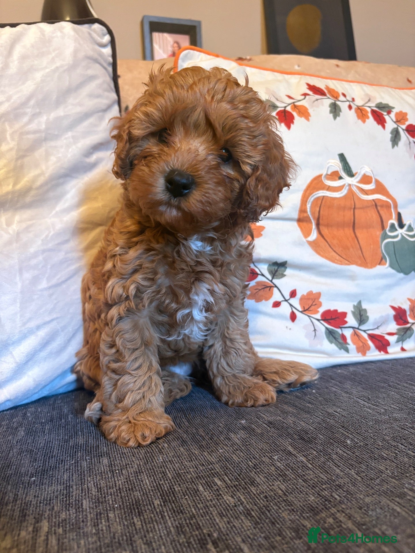 Cavapoo dogs Cavapoo  - Advert 16