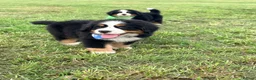 Bernese Mountain Dog dogs for sale: Kc Bernese mountain pups  - Advert 5