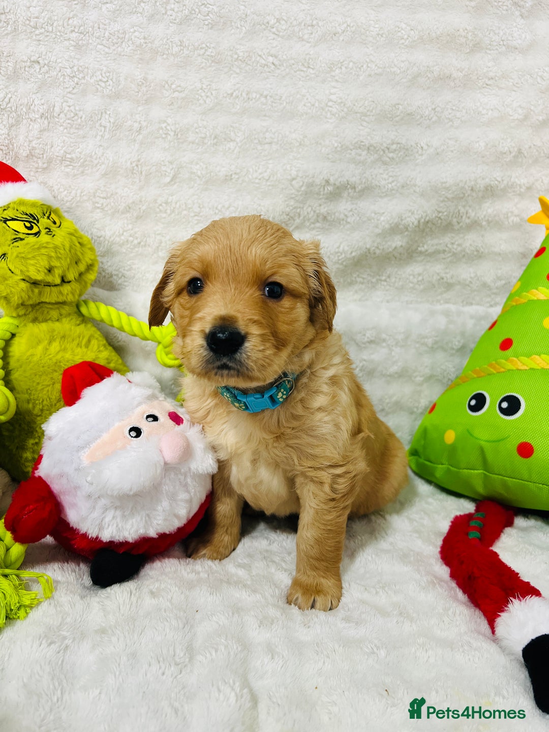 Golden Retriever dogs for sale: Extensively health tested clear golden retrievers - Advert 10