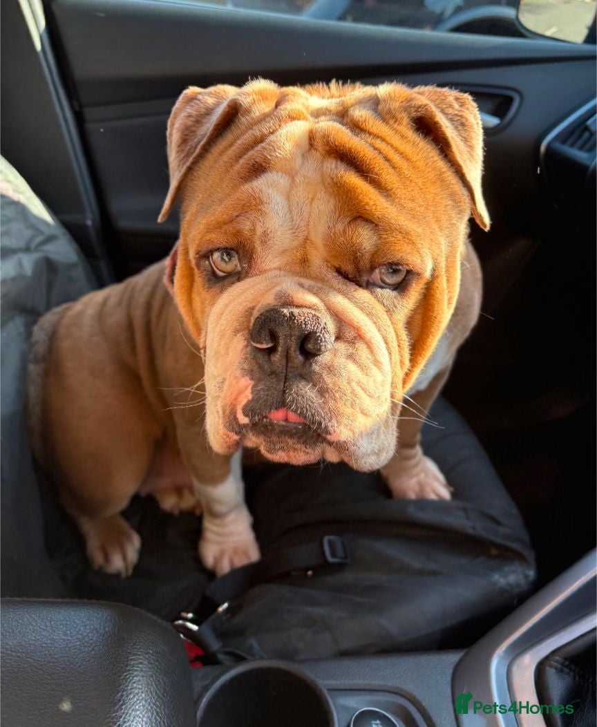 Mixed Breed dogs Callie. Olde English Bulldog For Sale. - Advert 1